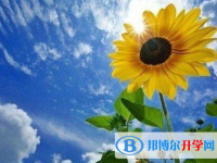 成都中考怎么填志愿才可以上到好的學校