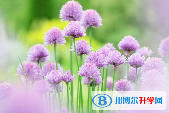 2020年自貢中考網上報名系統