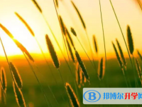 2020年自貢中考網報