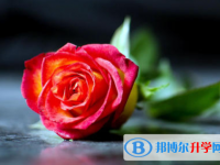 2020年內江中考服務應用平臺