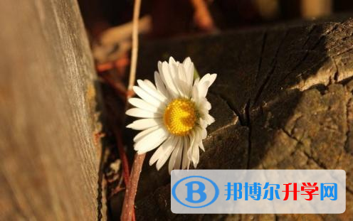 2021年延安中考錄取規劃線
