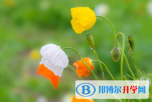2021年延安中考網(wǎng)絡(luò)登錄