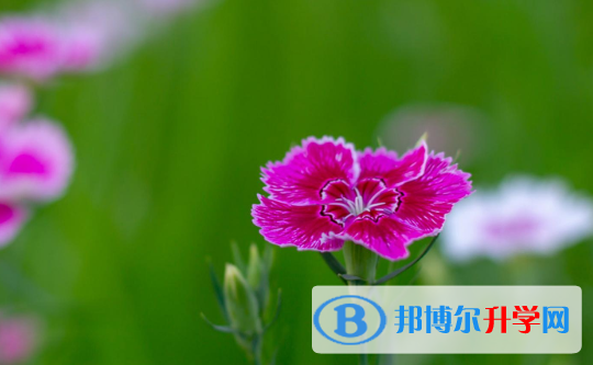 2021年延安中考填志愿統招和調劑