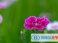 2021年延安中考填志愿統招和調劑