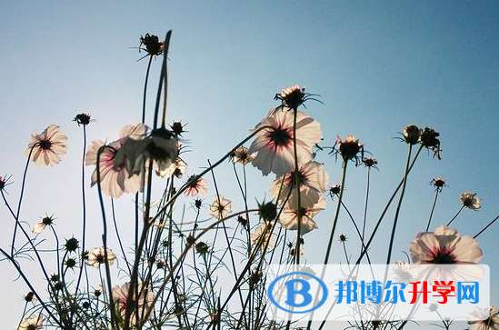 2021年延安中考統考成績