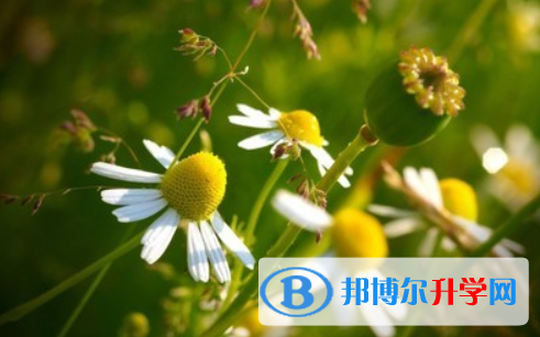 2021年延安中考網(wǎng)中考查詢