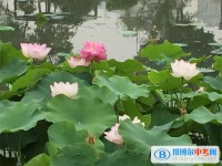 成都市實(shí)驗(yàn)三原外語學(xué)校2025年學(xué)費(fèi)、收費(fèi)多少