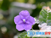 2021年延安中考重點復習資料