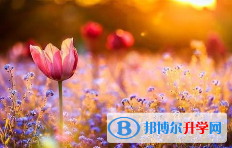 2021年延安中考重點線錄取