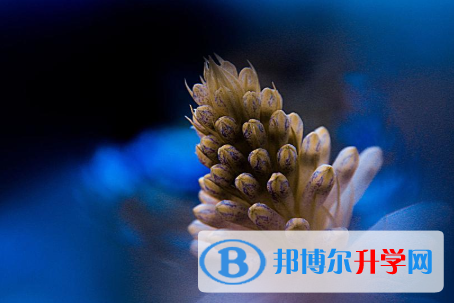 2021年延安中考自主招生報名