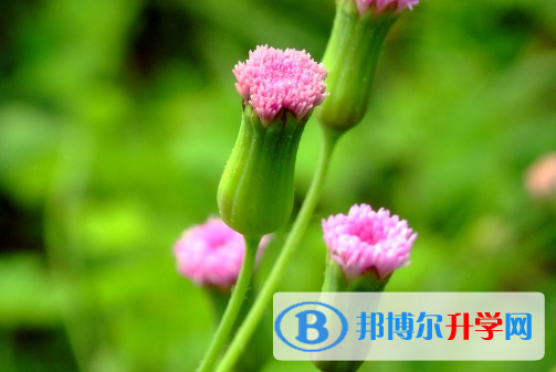 22021年安康中考后計(jì)劃