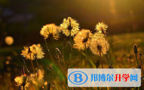 2021年安康中考的報名號是什么