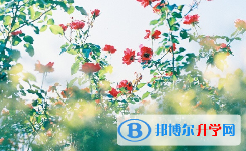 2021年安康中考453可以讀哪些學校