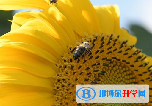2021年安康中考網上志愿如何打印