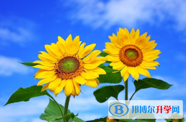 2021年商洛中考錄取規劃線