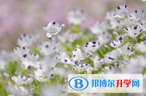 2021年石家莊如何查詢中考成績