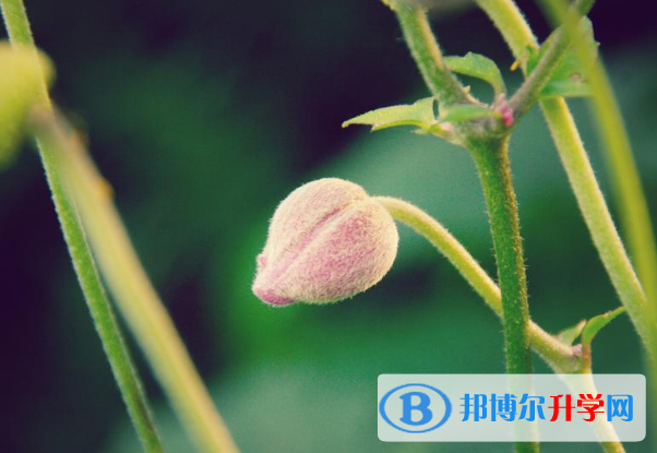 2021年石家莊中考成績一般讀什么學校