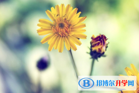2021年石家莊中考考號查詢