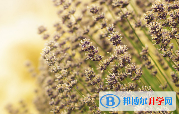 2021年石家莊中考成績查詢時間