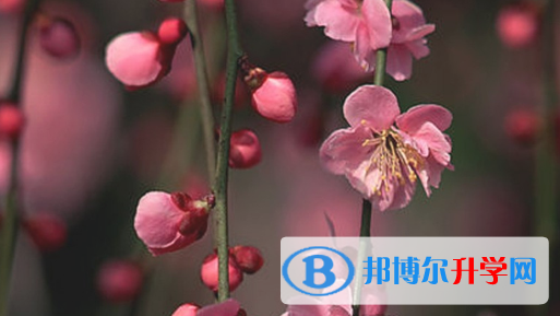 2021年石家莊中考服務應用平臺