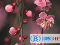 2021年石家莊中考服務(wù)應(yīng)用平臺