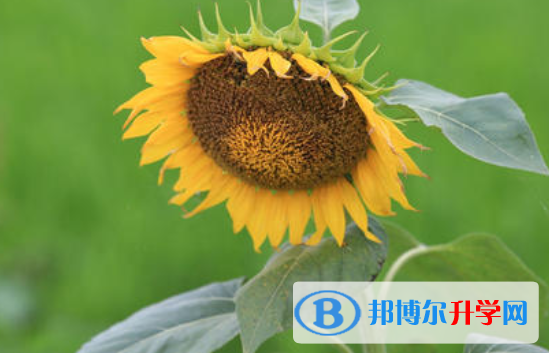 2021年唐山中考沒考好可以復讀嗎