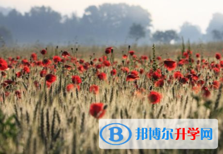 2021年秦皇島中考網(wǎng)絡(luò)服務(wù)應(yīng)用平臺