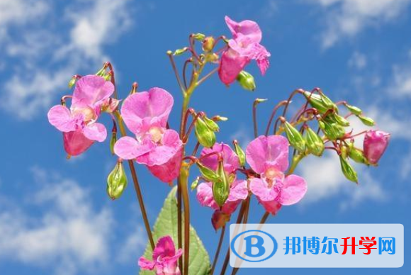 2021年唐山中考報名網址