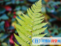 邯鄲2021年中考網(wǎng)絡應用服務平臺