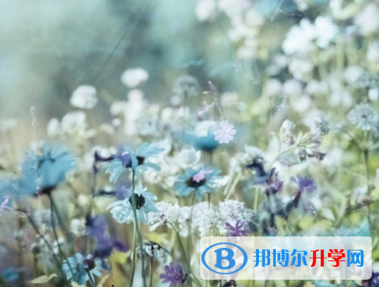 邯鄲2021年中考網絡應用平臺