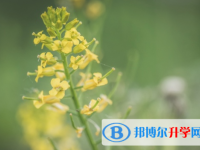 邯鄲2021年中考網上報考信息平臺