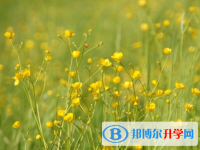 邯鄲2021年中考網上模擬報名