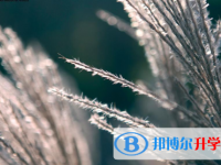 邯鄲2021年中考志愿怎么填報(bào)