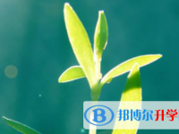 保定2021年中考報名服務平臺