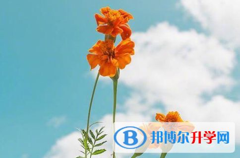 保定2021年中考升學率