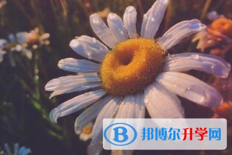 保定2021年中考453可以讀哪些學校