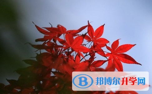 保定2021年如果中考沒(méi)考上讀什么好