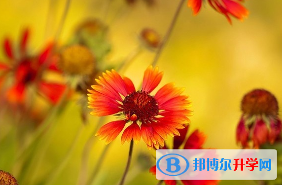保定2021年中考報名是哪個網站