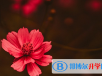 保定2021年優志愿中考版