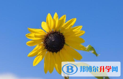保定2021年中考報考人數