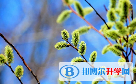 保定2021年中考網錄取系統