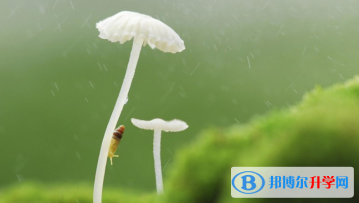 石家莊2021年中考怎么查詢