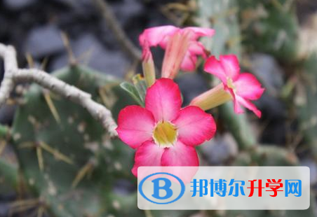 唐山2021年中考志愿官網