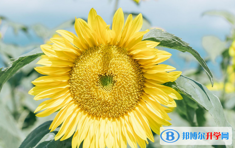 邯鄲2021年什么時候中考
