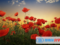 張家口2021年中考網(wǎng)絡(luò)應(yīng)用服務(wù)平臺(tái)登錄