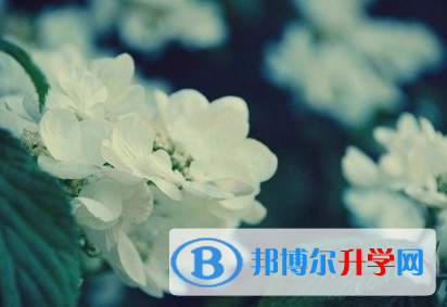 成都2021年中考報名網