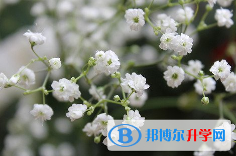 成都2021年中考錄取查詢入口