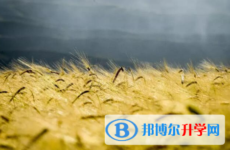 成都2021年中考網上志愿如何打印