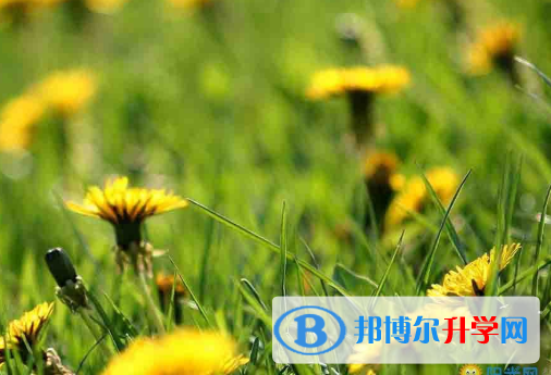 成都2021年中考怎么填志愿才可以上到好的學校