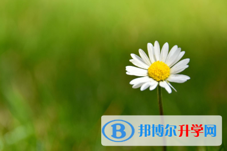 四川2021年怎樣從網(wǎng)上查詢中考成績